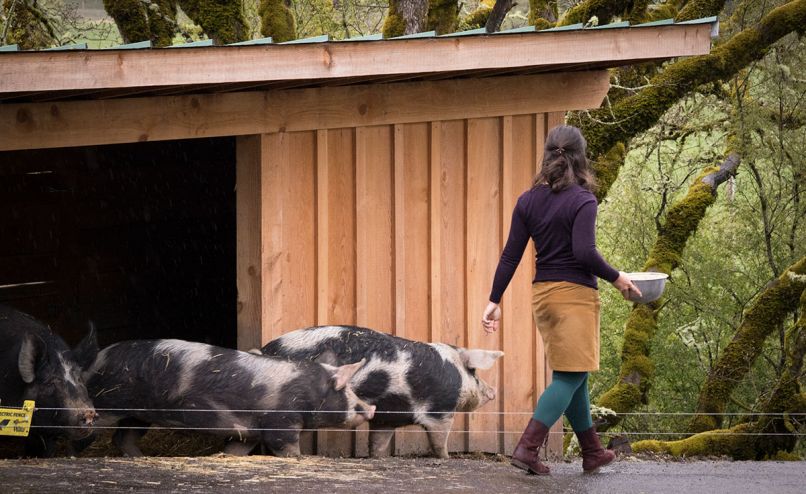 In the case of famed Beaux Freres, the pigs were there first. Owners Michael Etzel and brother-in-law Robert Parker Jr. purchased the 88-acre pig and dairy farm in 1986 and soon after planted Pinot Noir vines in 1988. Truly, the site was a fortuitous precursor for biodynamic winemaking. Photo © Doreen Wynja
