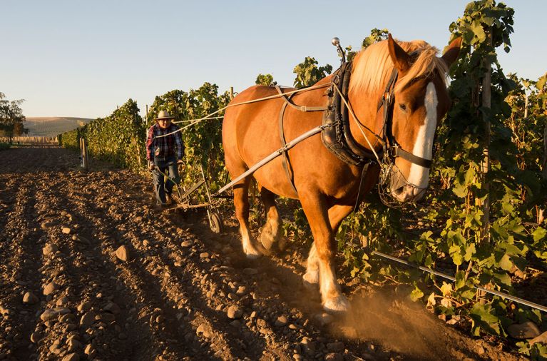 Cayuse Vineyards in Walla Walla, WA has achieved cult status, with a wait list to get on their wait list to join their wine club. Dedicated to biodynamic principals, Cayuse is best known for its highly acclaimed Syrah, currently creating 12 estate wines from fruit harvested on 51 acres of vines planted in ancient riverbed rock. Photo ©Andrea Johnson