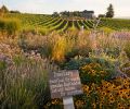 Lush plantings of Asters, Russian sage, sunchokes and Black-eyed Susans can all be found at Brooks Wine, along with Biodynamic staples of Chamomile, Dandelion, Yarrow, Nettle, Oakbark and Valerian. Bees and other small pollinators love these plants. They offer continued forage late into the season for insects and many pollinators, as well as their seeds feeding the birds. Brooks Wine is located in Eola-Amity Hills, in Willamette Valley. Photo © Andrea Johnson