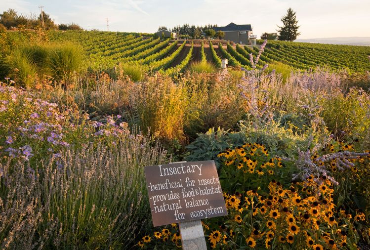 Lush plantings of Asters, Russian sage, sunchokes and Black-eyed Susans can all be found at Brooks Wine, along with Biodynamic staples of Chamomile, Dandelion, Yarrow, Nettle, Oakbark and Valerian. Bees and other small pollinators love these plants. They offer continued forage late into the season for insects and many pollinators, as well as their seeds feeding the birds. Brooks Wine is located in Eola-Amity Hills, in Willamette Valley. Photo © Andrea Johnson