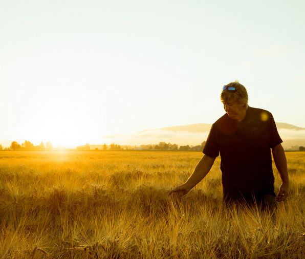 John Roozen, a barley grower in Washington’s Skagit Valley, inspects a field of barley destined for Westland Whiskey.