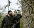 Distillers from Westland Distillery inspect a Quercus Garryana, or Oregon oak tree, in southern Oregon.