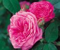 Gertrude Jekyll, for famed English gardener - pink with Old Rose fragrance.