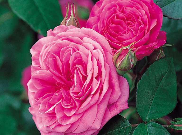 Gertrude Jekyll, for famed English gardener - pink with Old Rose fragrance.