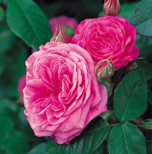 Gertrude Jekyll, for famed English gardener - pink with Old Rose fragrance.