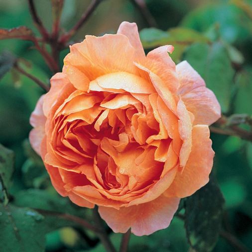 Lady Emma Hamilton, red buds, tangerine blooms - award-winning fruity fragrance.