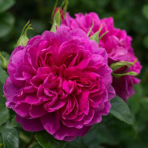 Princess Anne, a healthy pink rose, with character, like namesake.