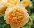 Golden Celebration, one of the largest flowered English Roses - yellow blooms.