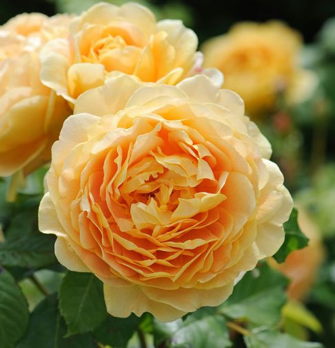 Golden Celebration, one of the largest flowered English Roses - yellow blooms.