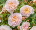 Emily Brontë, soft pink, apricot centered blooms - strong Tea scent.