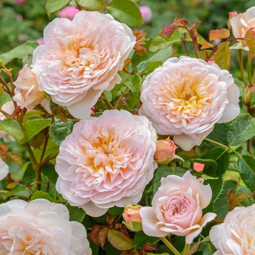 Emily Brontë, soft pink, apricot centered blooms - strong Tea scent.