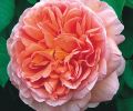 Abraham Darby, pink, apricot, yellow deeply cupped blooms, sharp fragrance.