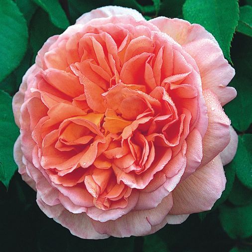 Abraham Darby, pink, apricot, yellow deeply cupped blooms, sharp fragrance.