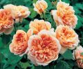 ea Clipper, apricot quartered rosettes with strong scent.