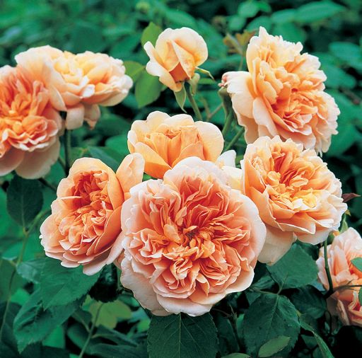 ea Clipper, apricot quartered rosettes with strong scent.