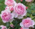 The Ancient Mariner, inspired by Coleridge’s poem with plentiful, fragrant mid-pink blooms.