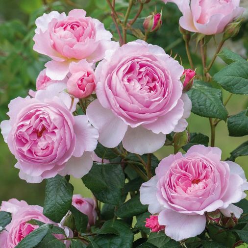 The Ancient Mariner, inspired by Coleridge’s poem with plentiful, fragrant mid-pink blooms.