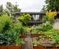 Beyond the raised vegetable gardens stands a colorful Sangu Kaku Japanese maple Coral Bark set against a Ficus Carica tree. Concrete retaining wall at right, children’s bedrooms below.