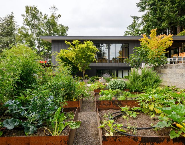 Beyond the raised vegetable gardens stands a colorful Sangu Kaku Japanese maple Coral Bark set against a Ficus Carica tree. Concrete retaining wall at right, children’s bedrooms below.