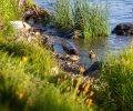 Bulrushes encourage freshwater crayfish, while ducks are drawn to the sediment and plants now enriching water’s edge.