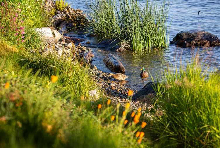 Bulrushes encourage freshwater crayfish, while ducks are drawn to the sediment and plants now enriching water’s edge.