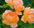 The Lark Ascending, graceful semi-double flowers, of a pleasing apricot.