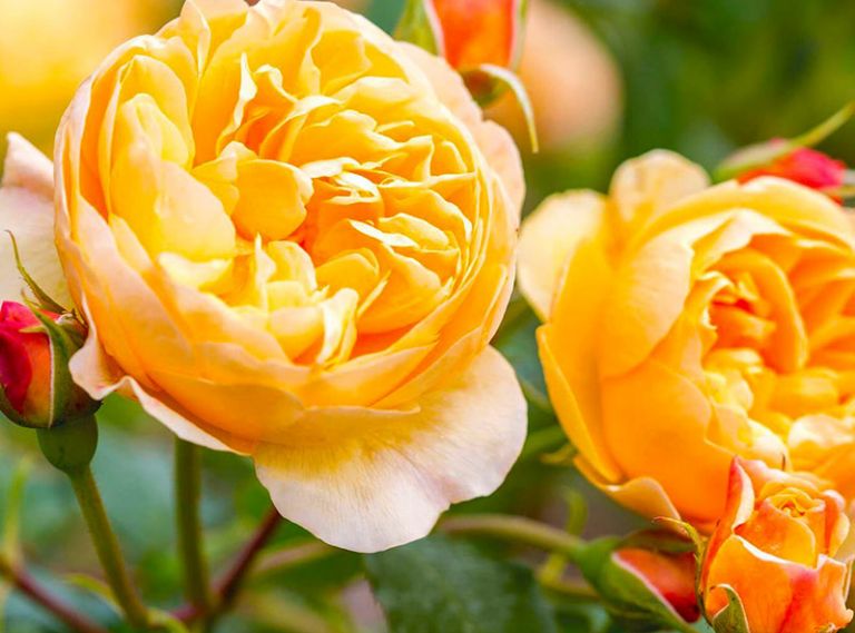 Roald Dahl, soft orange-red buds open to medium-sized, cupped rosettes of perfect apricot coloring.