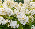 Kew Gardens, small, single white flowers with golden stamens, held in large heads.