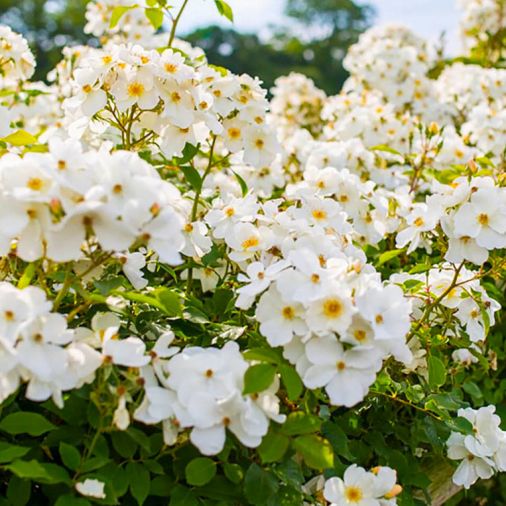 Kew Gardens, small, single white flowers with golden stamens, held in large heads.