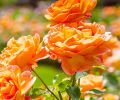 Lady of Shallot, rich orange-red buds open to chalice-shaped blooms.