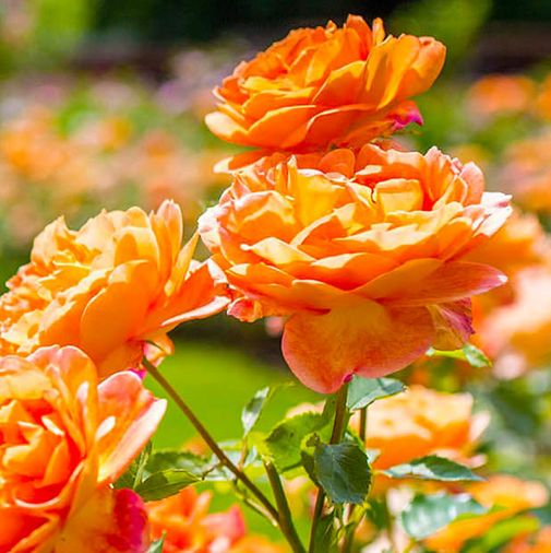 Lady of Shallot, rich orange-red buds open to chalice-shaped blooms.