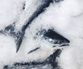 Fresh-caught salmon packed in ice upon returning from the Copper River, one of the last untouched watersheds in the world, that rises out of the Copper Glacier in southcentral Alaska.