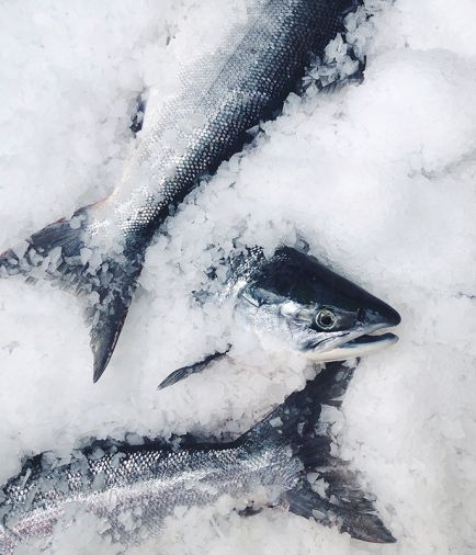 Fresh-caught salmon packed in ice upon returning from the Copper River, one of the last untouched watersheds in the world, that rises out of the Copper Glacier in southcentral Alaska.