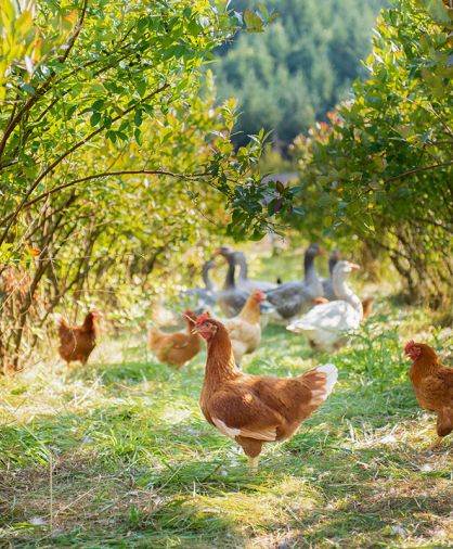 Goodfoot Farm is in Kings Valley, a coastal foothill valley to the west of Corvallis, Oregon.