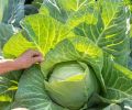 Vegetable crops like cabbage grow in soil made fertile by composted animal manures and biodynamic preparations, which are made with herbs, minerals, and other natural materials and applied as sprays or added to compost.