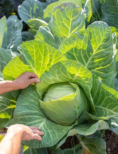 Vegetable crops like cabbage grow in soil made fertile by composted animal manures and biodynamic preparations, which are made with herbs, minerals, and other natural materials and applied as sprays or added to compost.