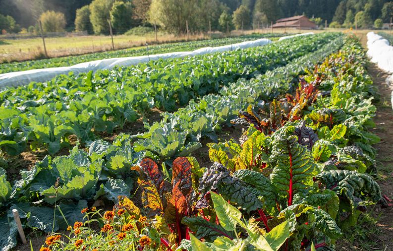 Kings Valley’s relative isolation keeps disease pressure low so plants can thrive.