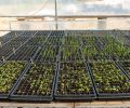 Plants get a strong start in seedling hoop houses.