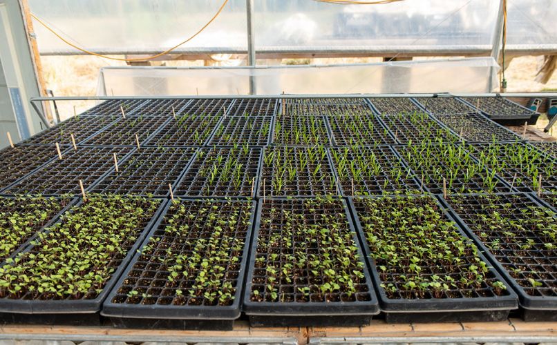 Plants get a strong start in seedling hoop houses.