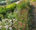 Rows of flowers provide valuable habitat for pollinators and other beneficial insects.