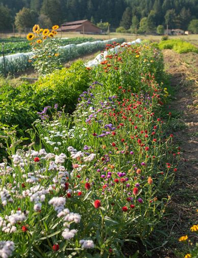Rows of flowers provide valuable habitat for pollinators and other beneficial insects.
