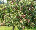 A half-acre orchard, including apples and pears, supplies fruit for the family and CSA members.