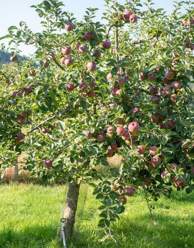 A half-acre orchard, including apples and pears, supplies fruit for the family and CSA members.