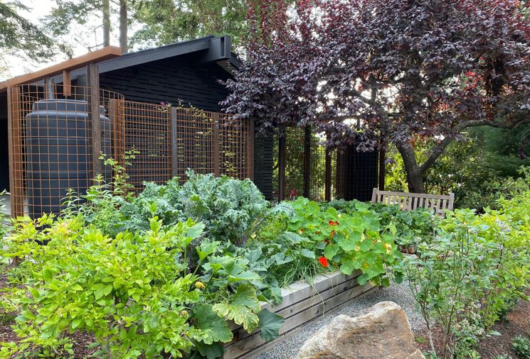 Cisterns collect rainwater off carport for vegetable garden. Grapes climb metal screens in between.  Photography © Charlie Hellstern