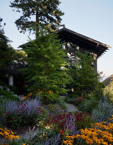 Former driveway now boasts lush Black-Eyed Susans, Russian Sage, and Douglas Aster, all valuable insect pollinators. Katsura tree changes with seasons. Unilux windows throughout. Taylor Metals metal roof. Photography © Kevin Scott