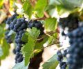 Grapes in the vineyard at ROCO Winery. Photography © Doreen Wynja.