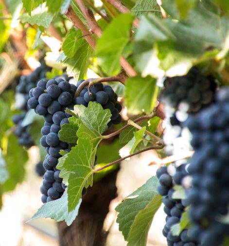 Grapes in the vineyard at ROCO Winery. Photography © Doreen Wynja.