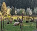 A flock of Babydoll Southdown sheep keep weeds down and plants fertilized at Native Flora. Photography © SKFlora.