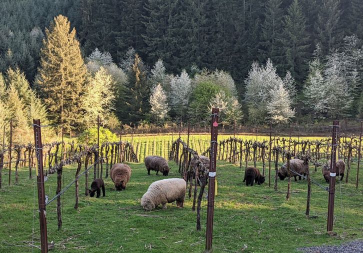 A flock of Babydoll Southdown sheep keep weeds down and plants fertilized at Native Flora. Photography © SKFlora.