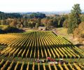 Estate vineyards at Alexana Vineyard and Winery include dozens of different soil types. Photography © Andréa Johnson Photography.